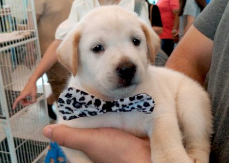 Pet shop vai indenizar tutor em R$ 5 mil por vender Labrador "fake"