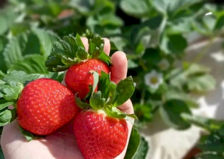 Chácara abre a porteira para quem quer colher morango direto do pé em Deodápolis>