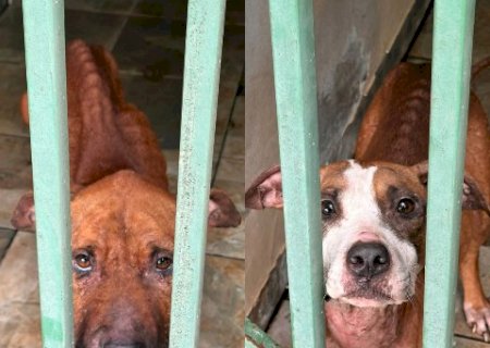 Polícia resgata cadelas extremamente magras e prende tutor em Campo Grande