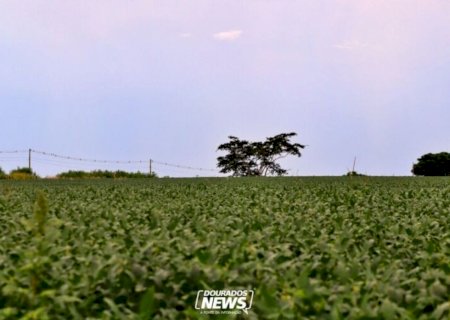 Vazio sanitário da soja termina hoje em MS