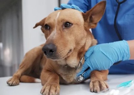 Cachorro andando torto? Sinal pode ser alerta para AVC em pets