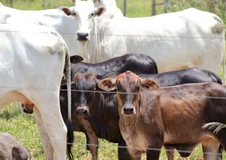 MS perde quase 800 mil cabe&ccedil;as de gado em um ano e rebanho cai 4,3%>