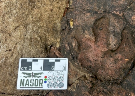 Novas pegadas de dinossauros em Nioaque levam a histórias de 150 milhões de anos
