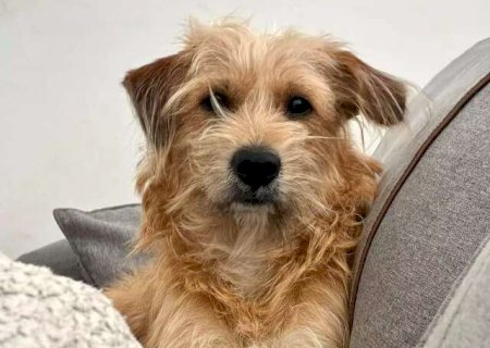 Pelo pela casa toda? Veja quando a queda do cachorro é fora do normal