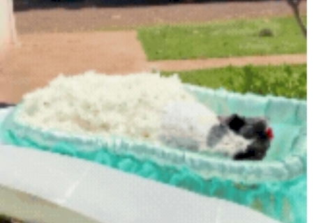 Cachorrinha que morreu com família em acidente é cremada neste sábado>