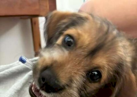 Caro&ccedil;os podem ser sinal de linfoma, um dos c&acirc;nceres mais comuns em c&atilde;es