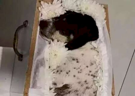 Após velório de cachorrinha, veja como pets podem ser enterrados com tutores