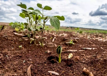 Plantio de soja chega a 32% e já supera ritmo da safra anterior