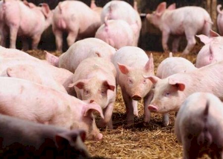 Glória de Dourados, Jateí e Dourados concentram 42% dos quase 2 milhões de suínos de MS