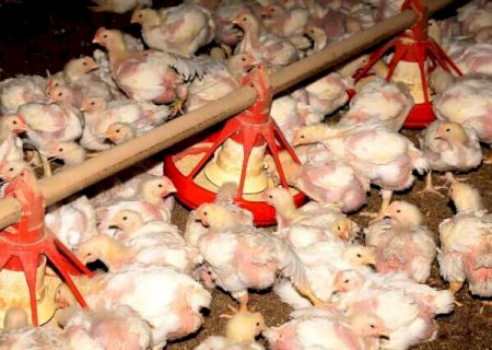 Cr&eacute;dito rural d&aacute; prioridade &agrave; cria&ccedil;&atilde;o de aves, su&iacute;nos e irriga&ccedil;&atilde;o em MS