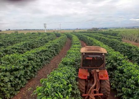 Produ&ccedil;&atilde;o de caf&eacute; mais que dobra em MS, mesmo com menos &aacute;rea cultivada