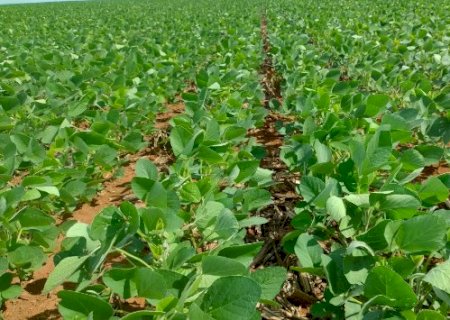 Chuvas dificultam início das lavouras de soja em MS, mas plantio segue adiantado