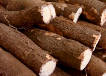 MS exige cadastro de lavouras de mandioca para prevenir vassoura-de-bruxa